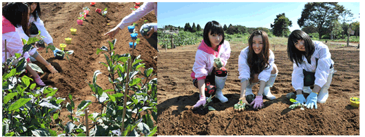 白菜・キャベツなどの苗植え