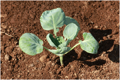 畑の野菜